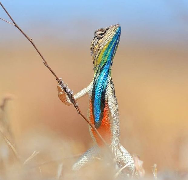 有趣的动物照片大自然还有些幽默感呢