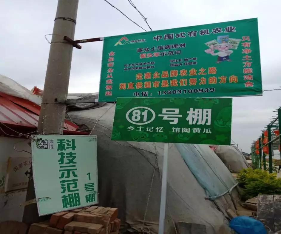 大棚黄瓜烂根死苗现象频发,他用一种方法实现亩收入8万元