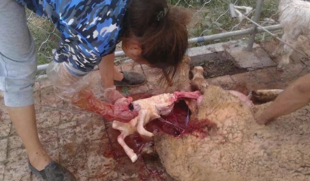 羊布病流产羊羔图片图片
