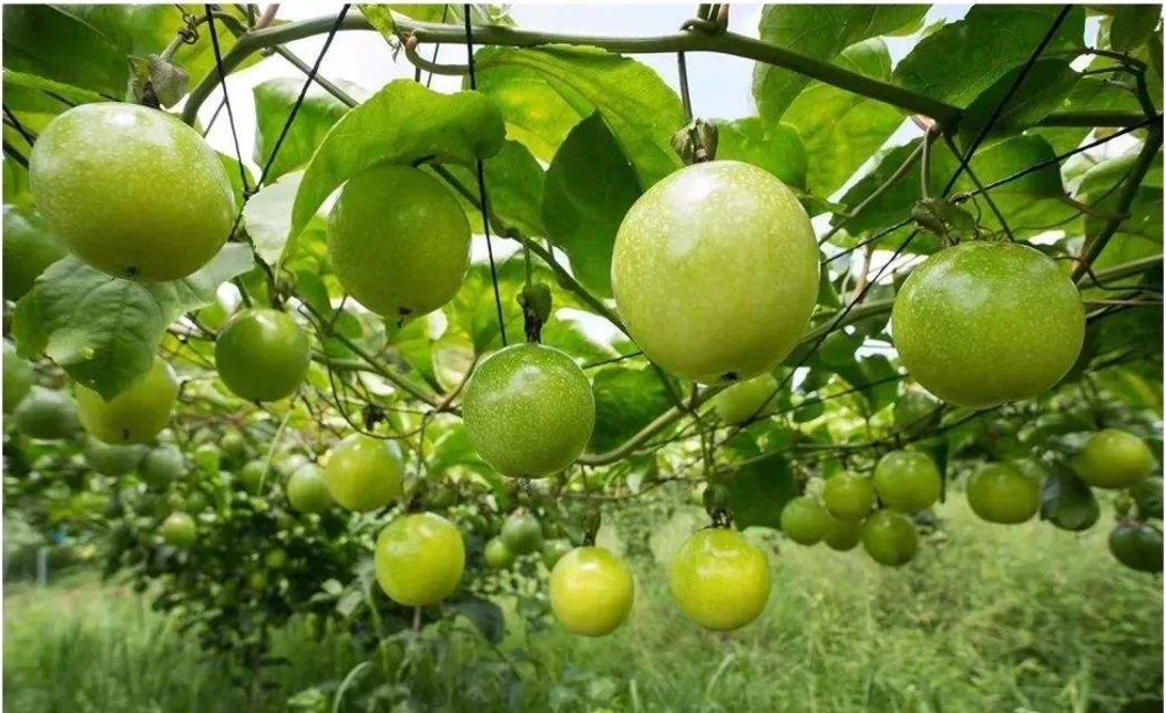 年产量达10万斤100多亩黄金果种植基地万田乡茶亭村藏着重大发现重大