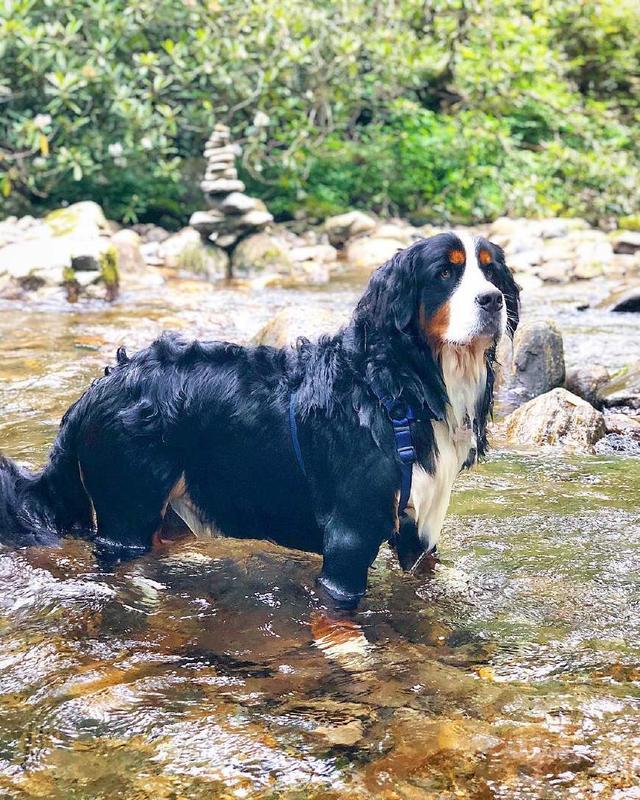 那就是它們發源於瑞士伯恩地區,山犬是它的犬種類型,所以伯恩山犬不是