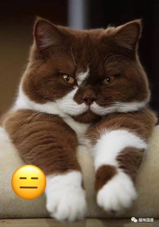 猫咪模仿emoji表情好形象生动