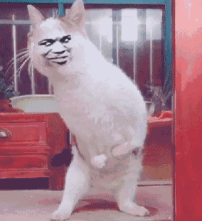 猫摇头GIF图片