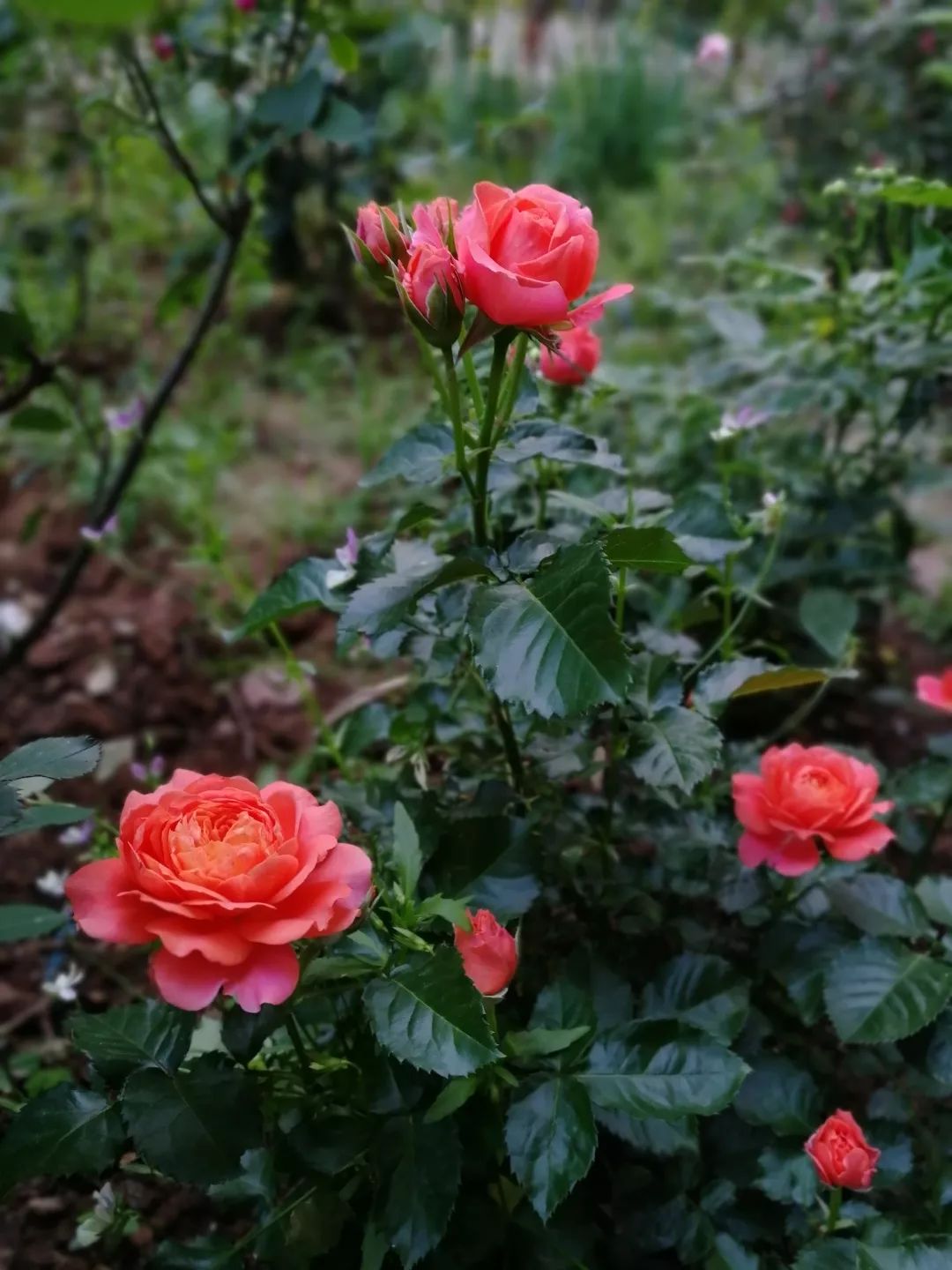 直立不垂头月季品种推荐