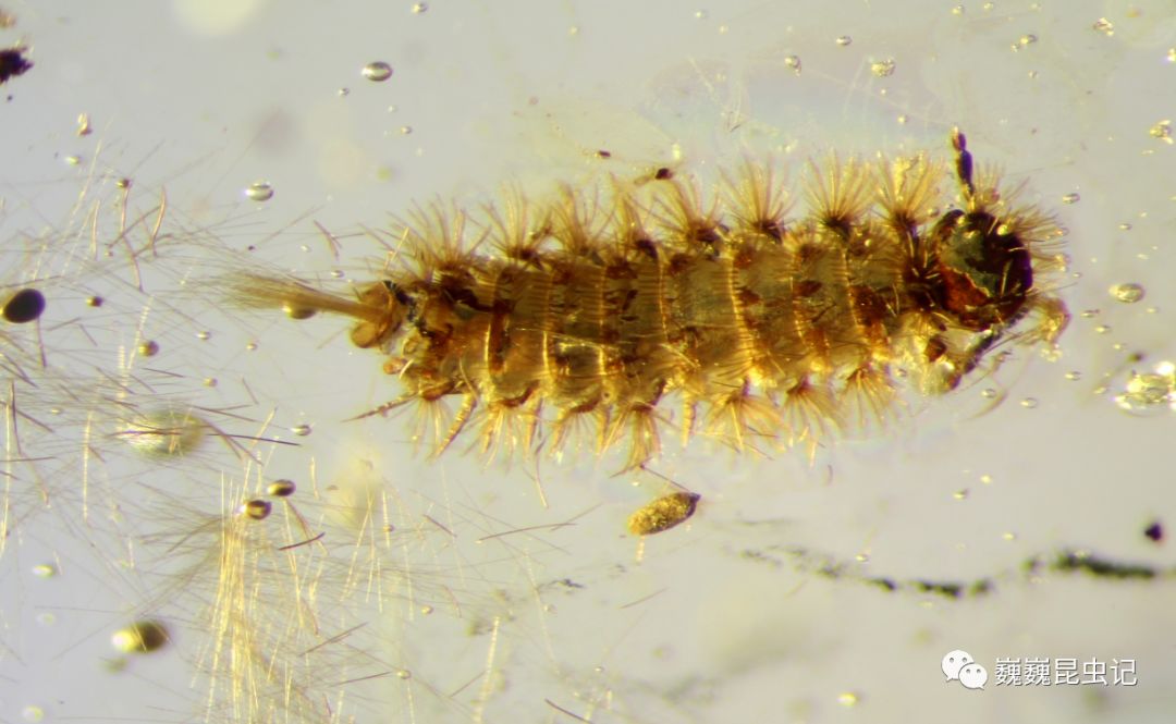 虫来如此毛马陆目polyxenida
