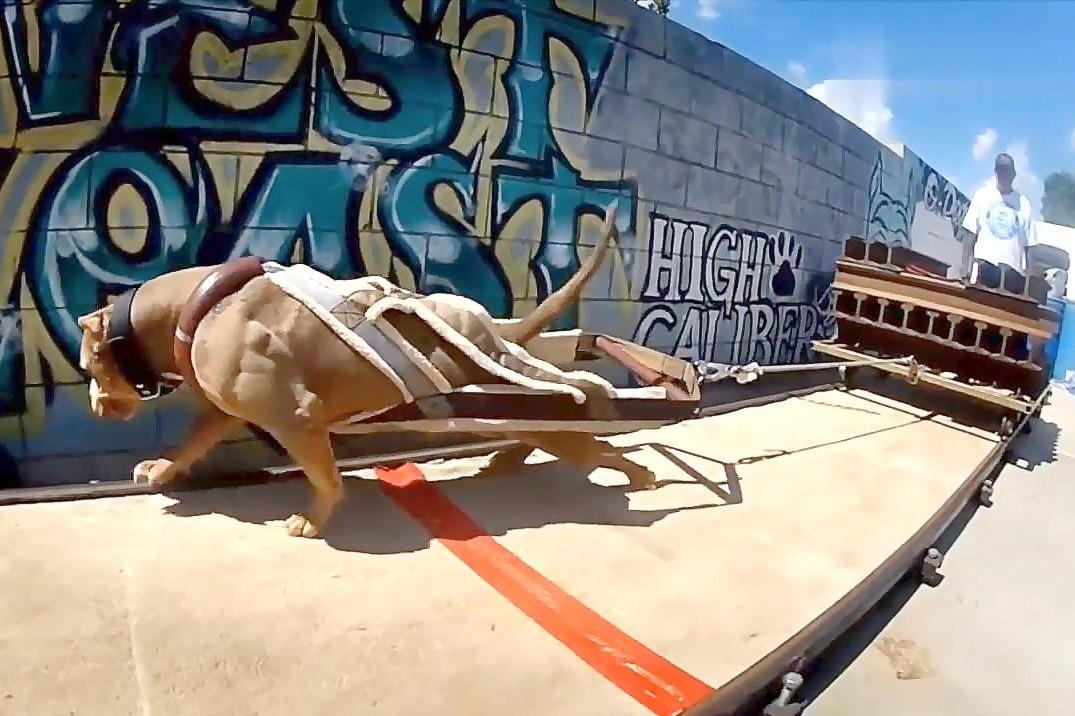 见过狗狗的负重训练吗力大无比呀