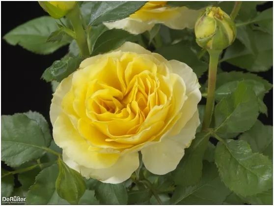 直立不垂头月季品种推荐