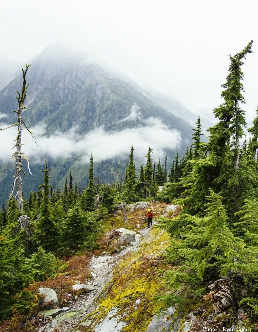 加拿大原始森林图片