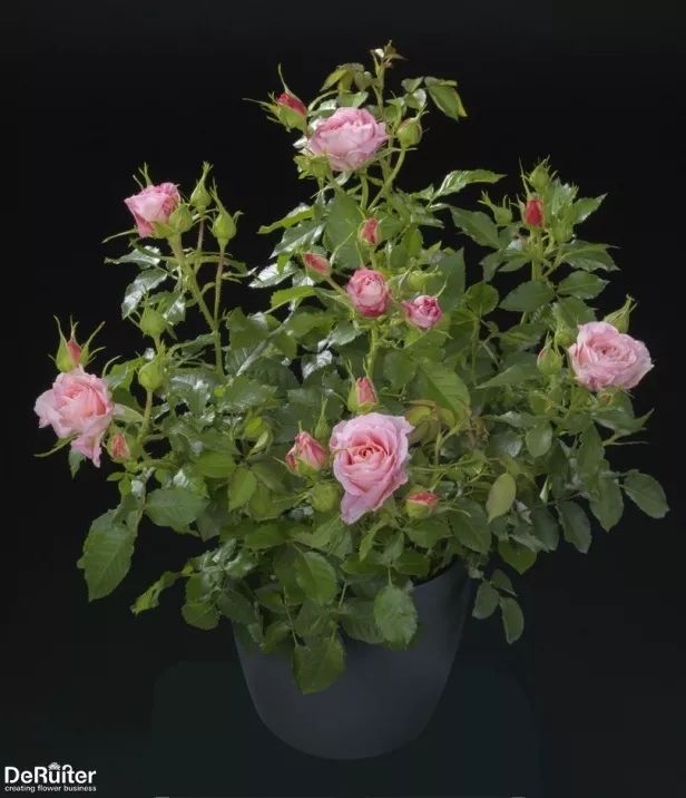 直立不垂头月季品种推荐