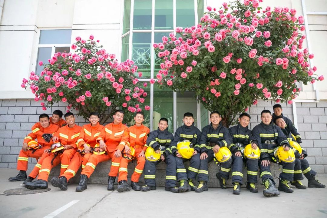 浪漫火焰藍消防隊門前月季花開全國網友慕名來