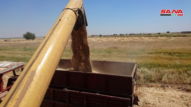 叙利亚农业阿勒颇满怀欢喜迎接丰收季开始收割麦子