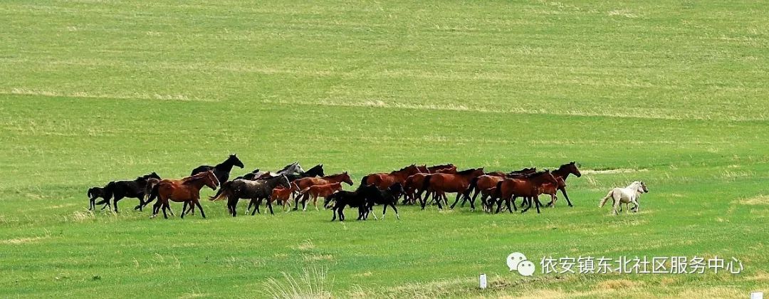 馬背上的達拉特我不知道自己走了多遠沒有草原的日子聞見奶香我便會淚