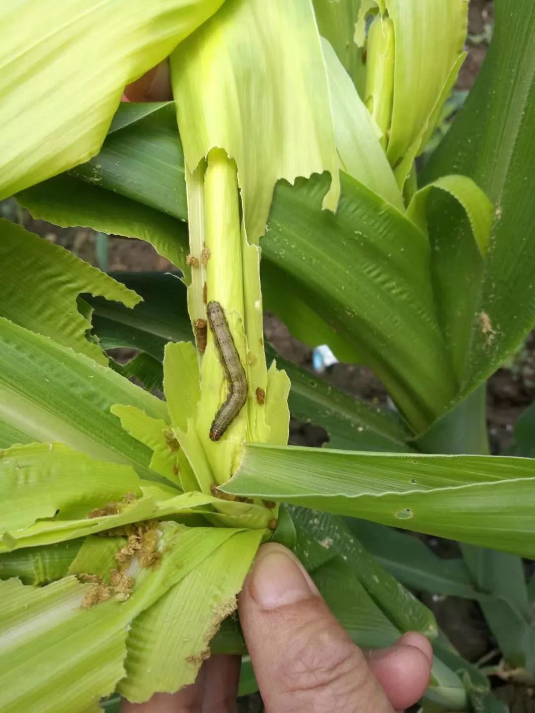预警世界十大植物害虫之一首次侵入萍乡