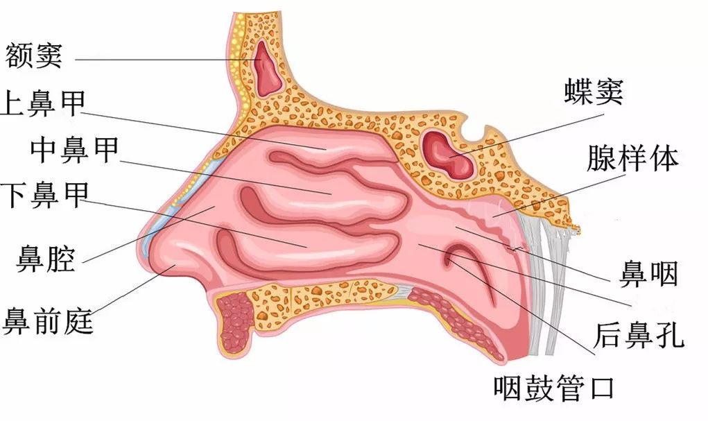 鼻腔结构图三维动画图片