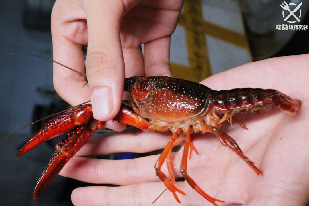 死的不要,没精打采的也不要,选出来 个头足有手掌大的小龙虾!