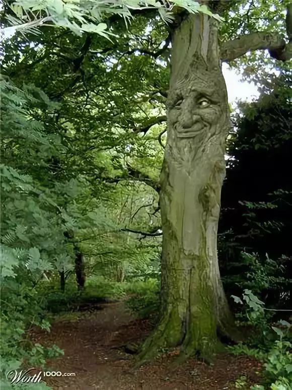 这些树都成精了吧太神奇了99的人都没看过