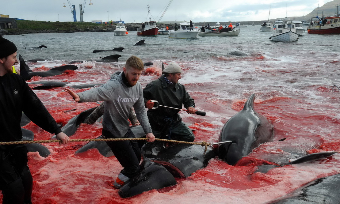 央视网消息:当地时间2019年5月29日,丹麦法罗群岛,当地民众捕杀鲸鱼