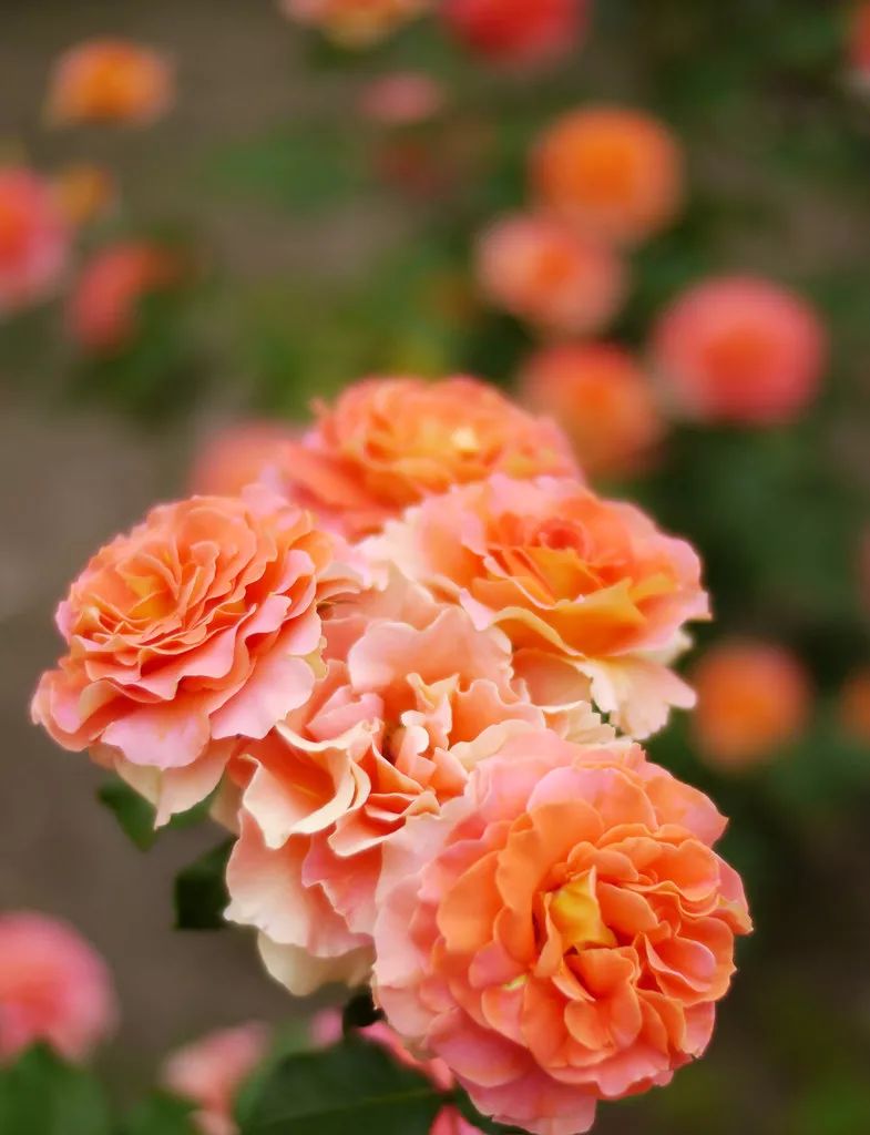 直立不垂头月季品种推荐