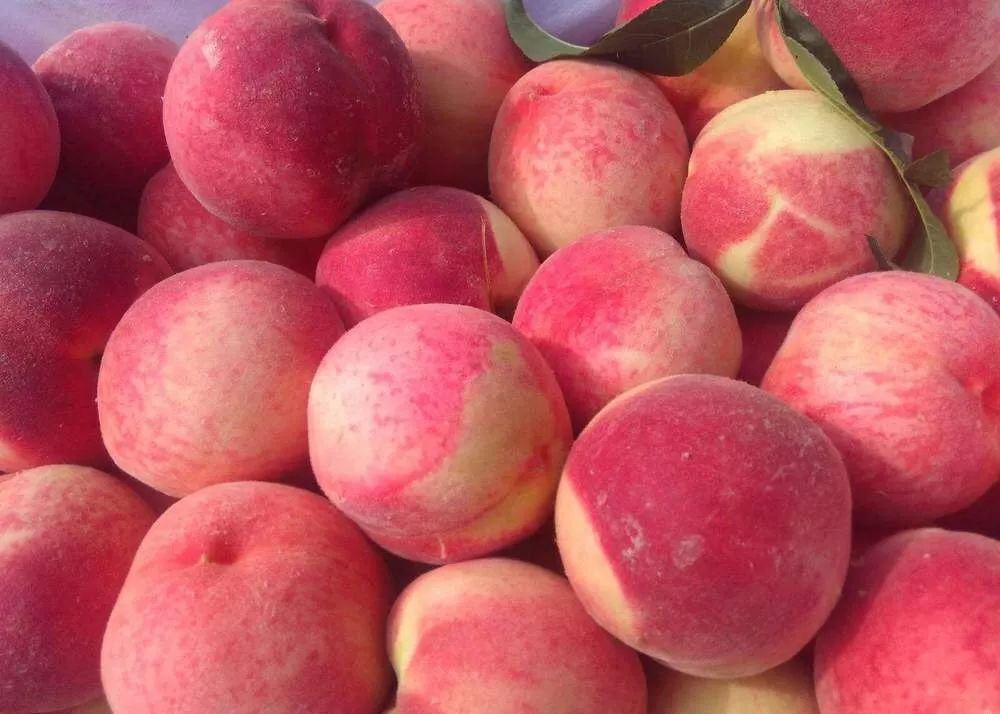 摘桃子啦299元抢2大1小青义镇金华农庄红桃采摘入园吃到饱走时还可以