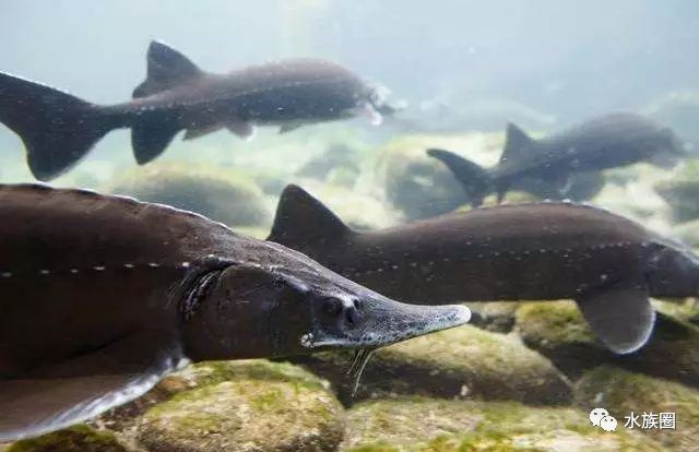 江湖行它们坚定执着畅游一生可惜再也回不去故乡