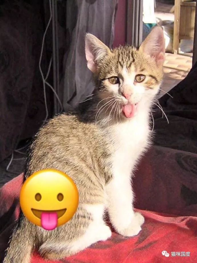 猫咪模仿emoji表情好形象生动