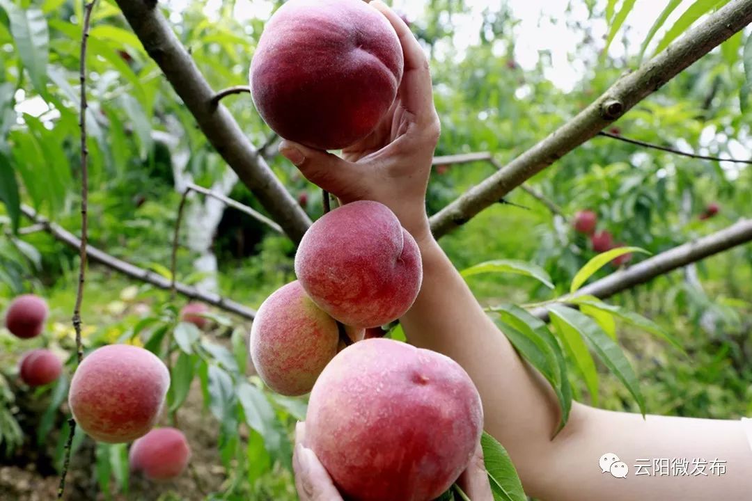 云阳的水蜜桃熟啦来这世外桃源采摘游吧