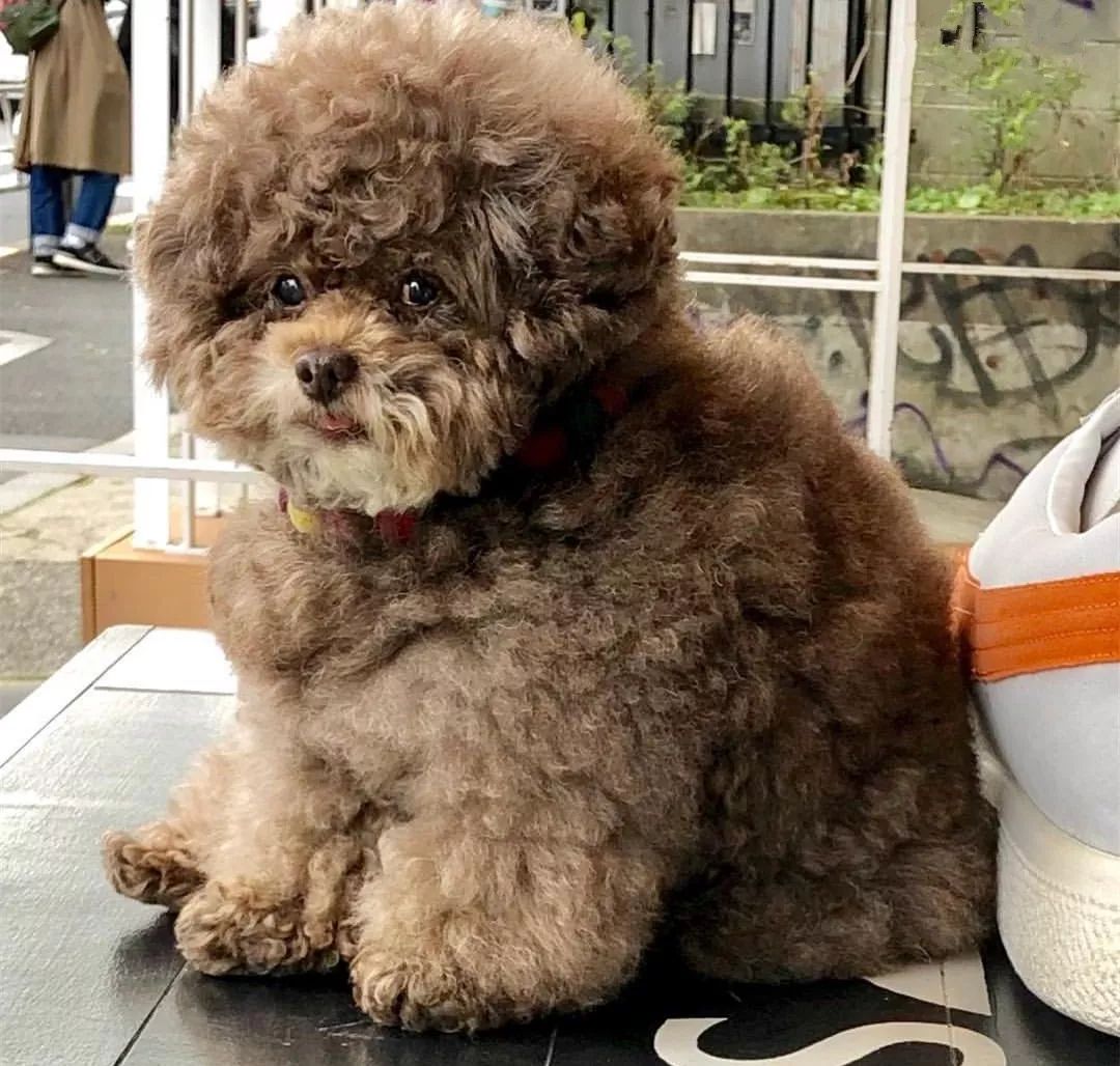 新品种泰迪猪出没不我只是毛有点厚