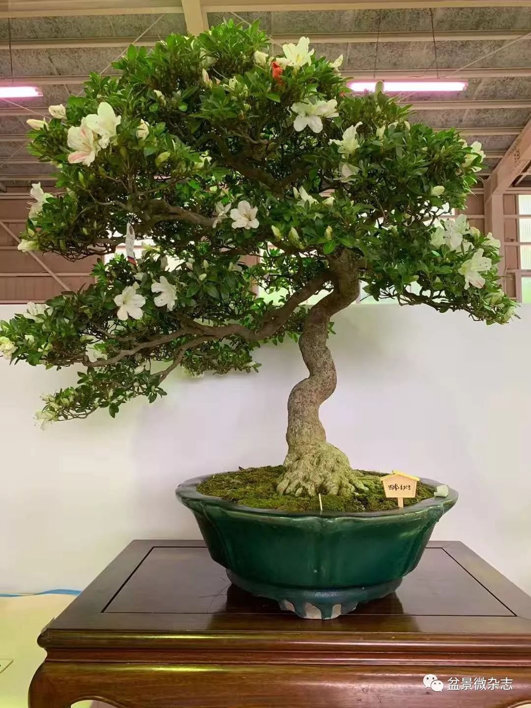 海量现场美图五月末的日本三个大型杜鹃盆景展