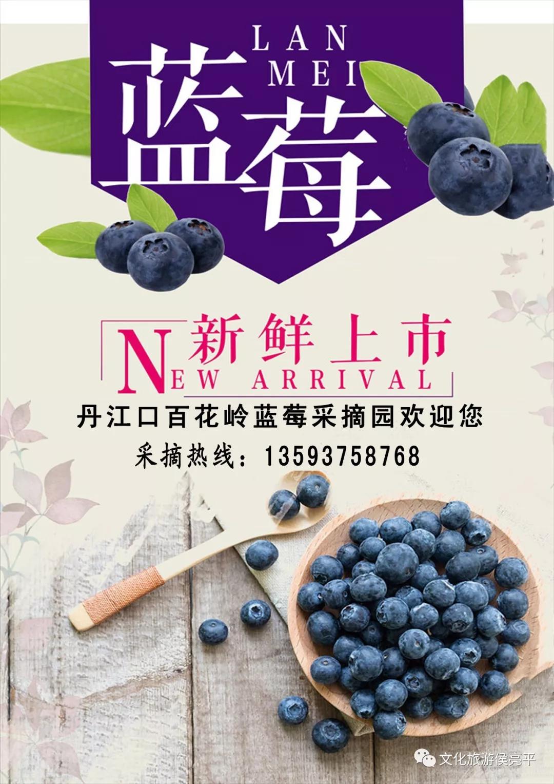 丹江口市三官殿化吉村(一级公路/伍家岭隧道前行三千米蓝莓采摘园广告