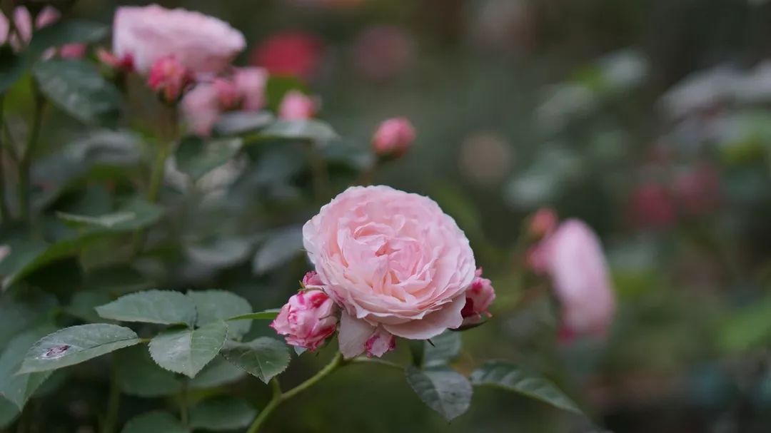 直立不垂头月季品种推荐