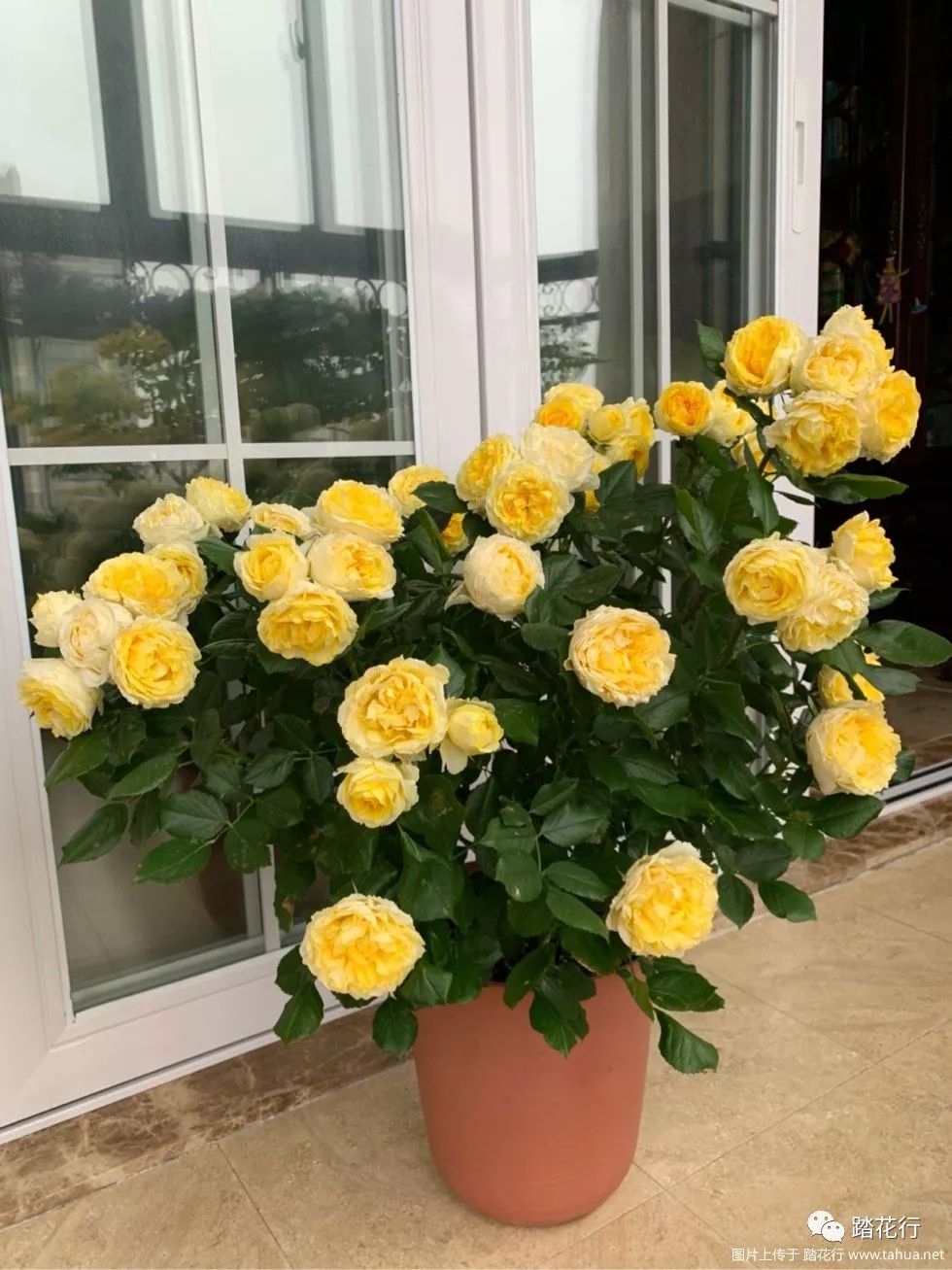 金丝雀阳台族必备