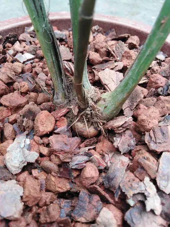 养的兰花长了老芦头怎么办一招教你如何处理老芦头