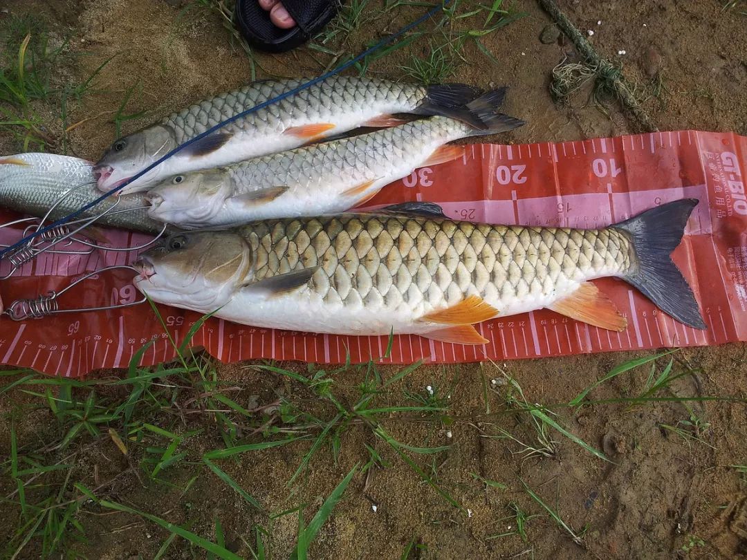 这种粗鳞鱼,做汤很鲜,如果能钓到,说明当地水质特别好