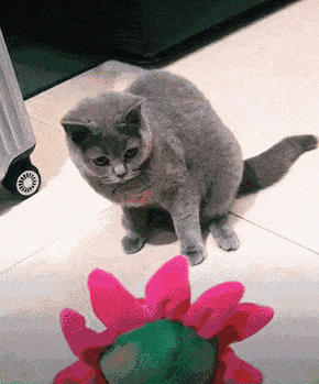 290_349gif 动态图 动图