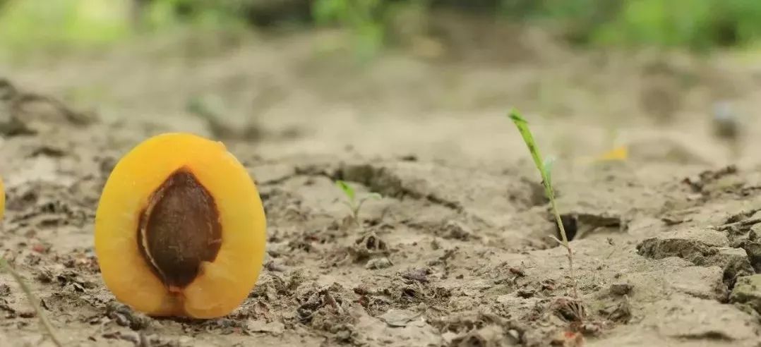 正宗小白杏的核较薄,用小锤子砸开,一枚温润的杏仁出现在你眼前,杏仁