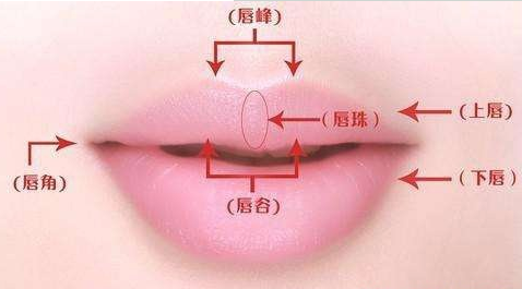 唇形的理想状态
