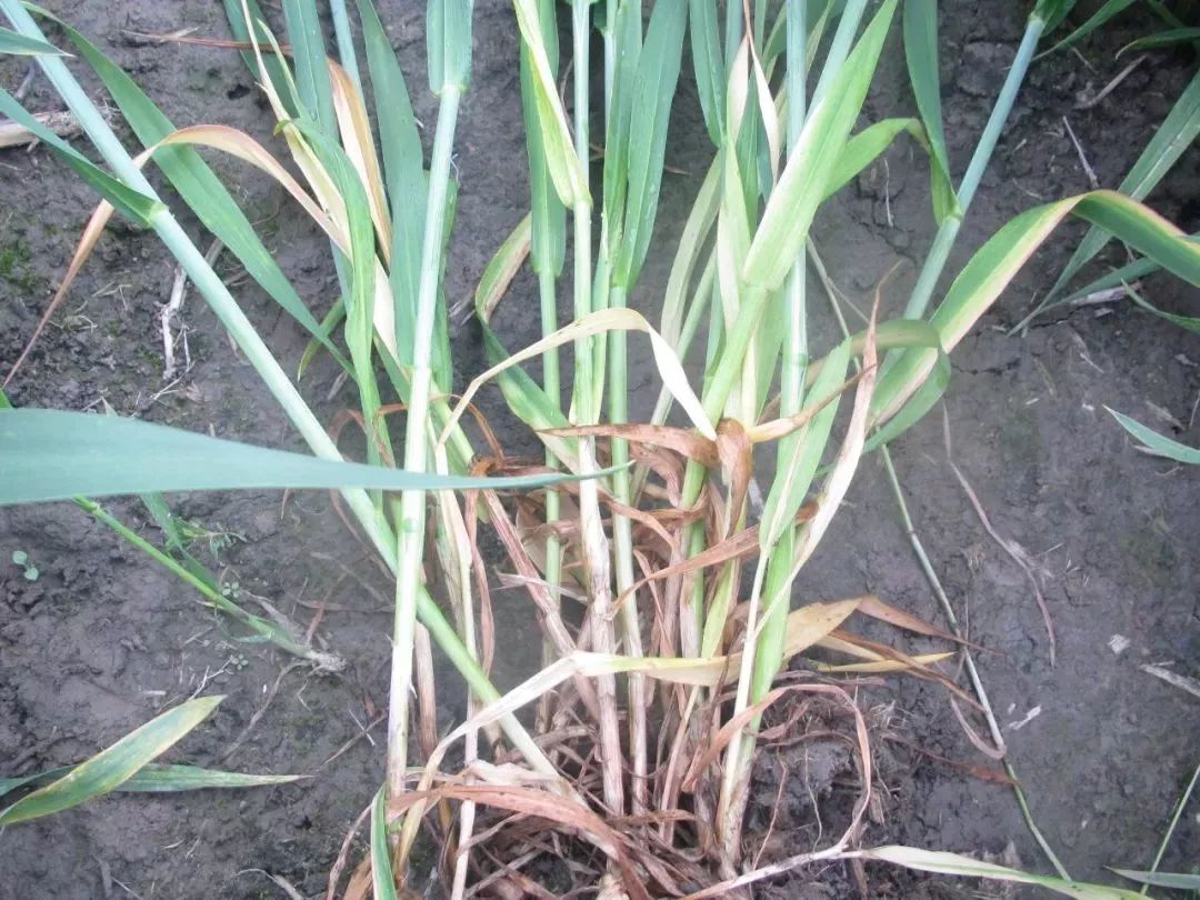 急急急小麦灌浆期惊现大量白穗怎么回事