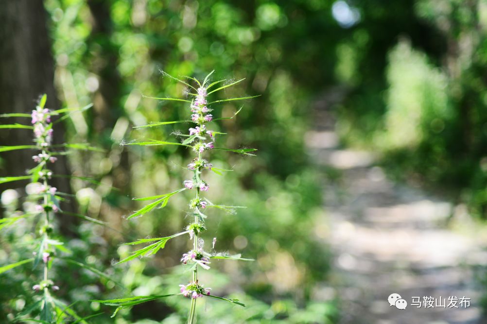 美马鞍山的江边竟藏着一块野趣横生的秘密花园
