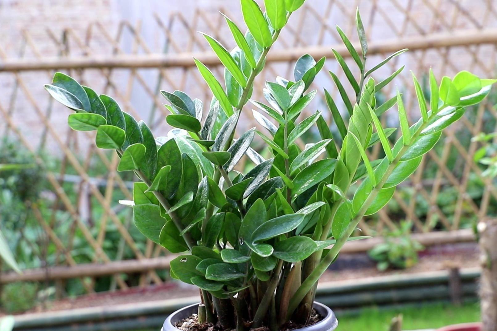 简单3招养金钱树更容易长势好爆芽多