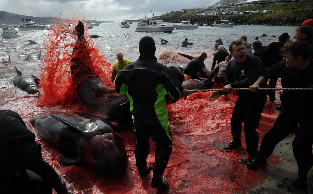 当地时间2019年5月29日,丹麦法罗群岛,当地民众捕杀鲸鱼,大片海水被