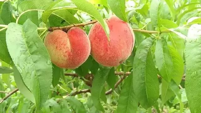 采摘小贴士采摘地址:开州区厚坝镇春桃种植园挑个天气舒服的时候一起