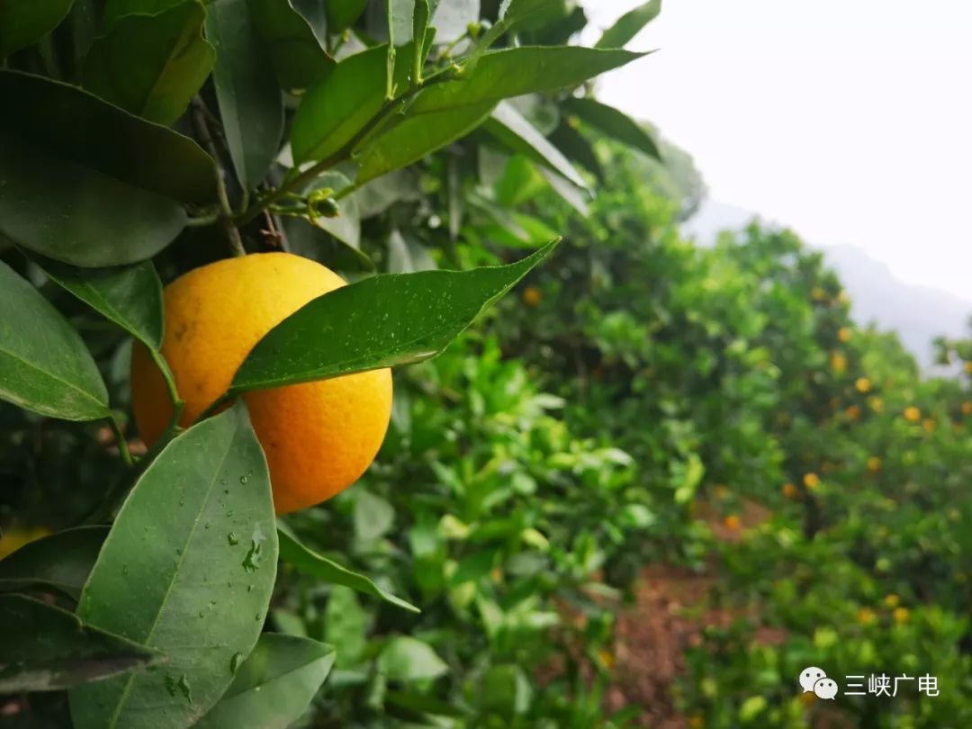 洩灘夏橙開園了!_秭歸