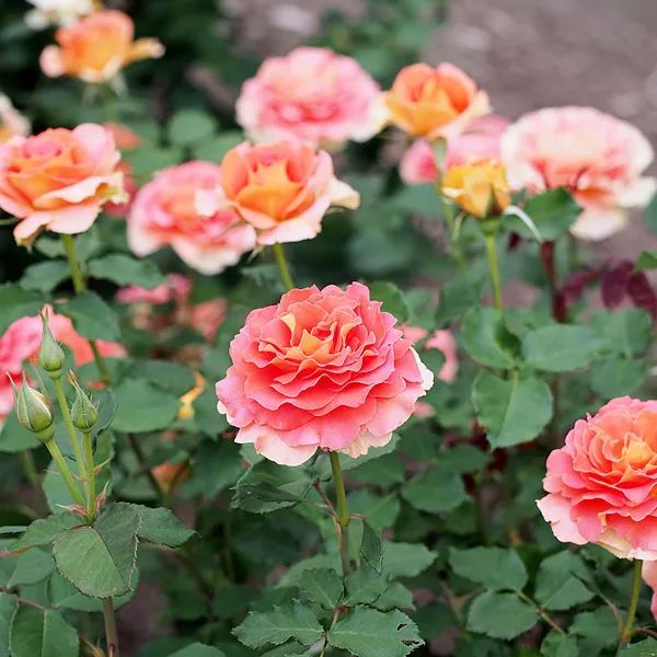 直立不垂头月季品种推荐