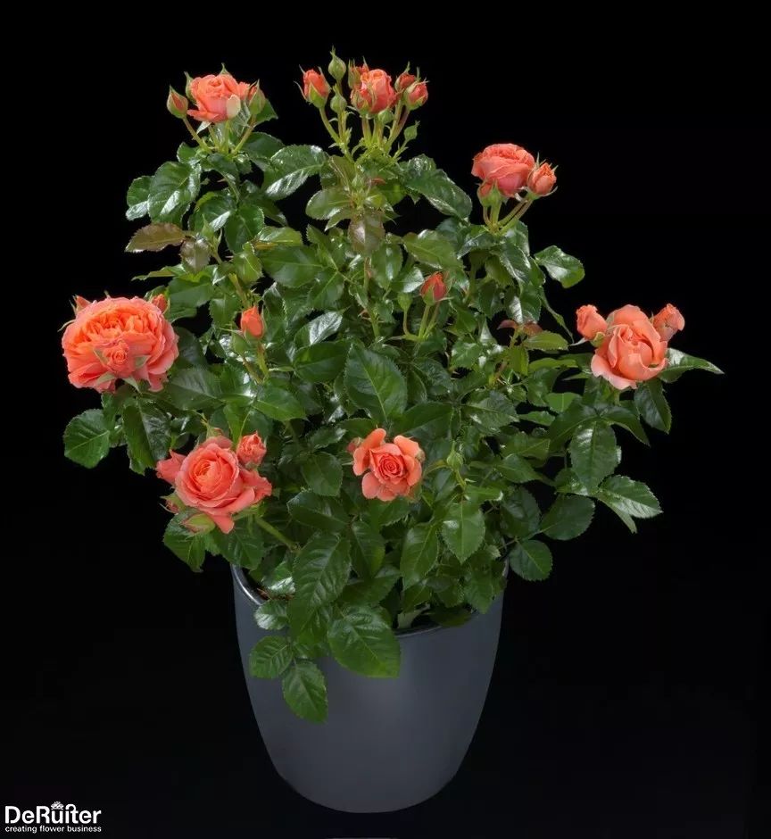 直立不垂头月季品种推荐