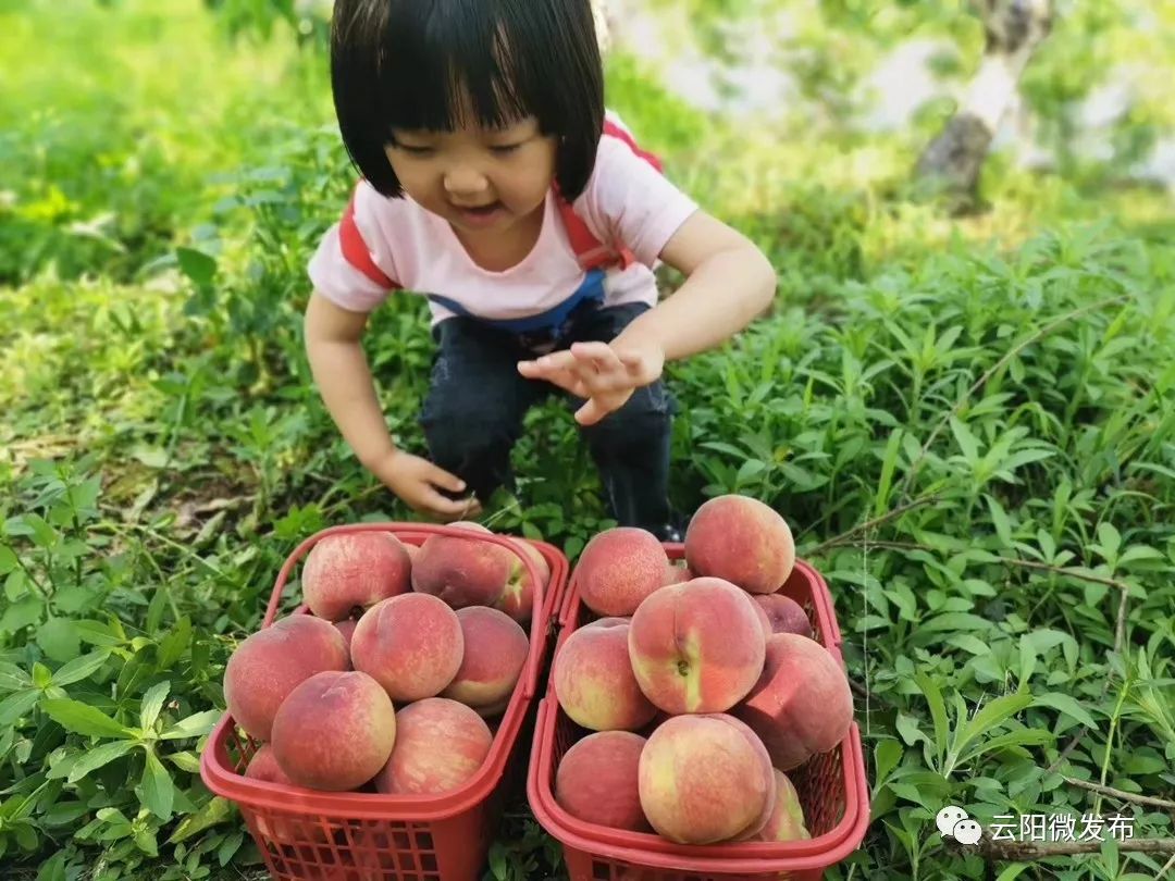 云阳的水蜜桃熟啦来这世外桃源采摘游吧