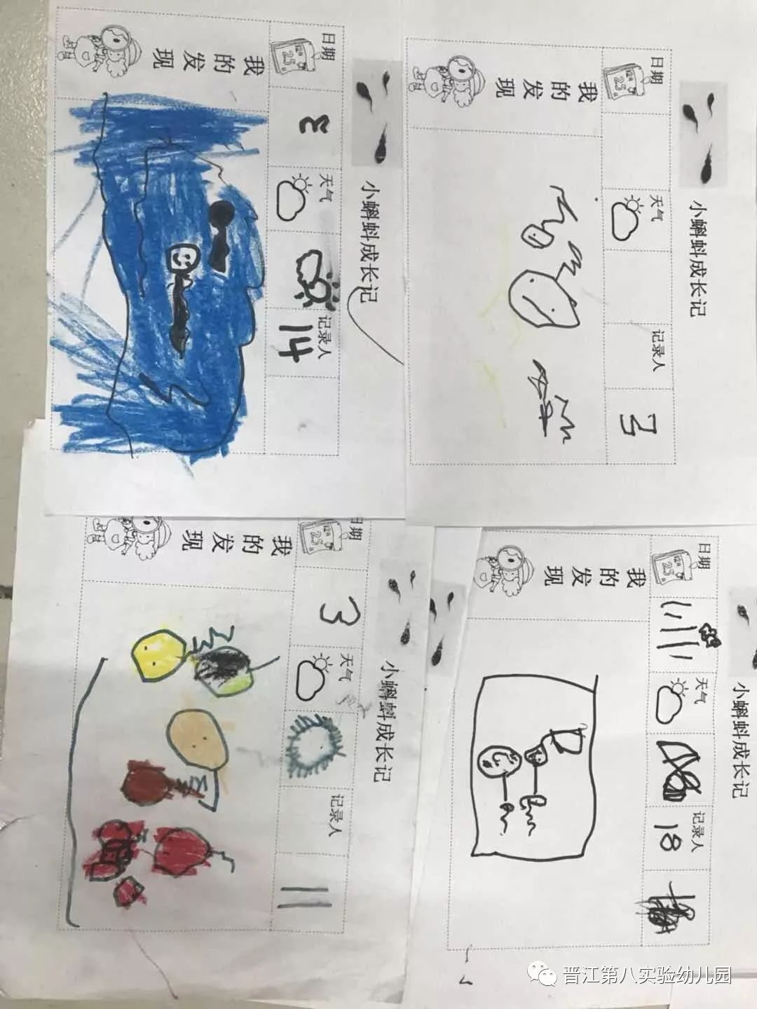 班机风采中三班小青蛙成长记