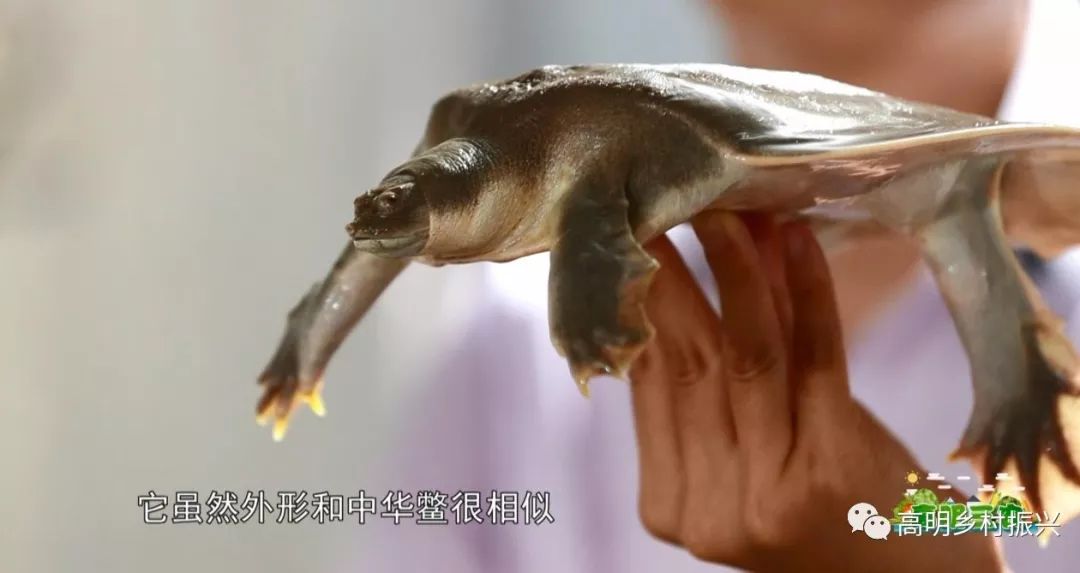 时,曾大量捕捉鼋等爬行动物来填河架桥,留下了"鼋鼍为梁"的成语故事