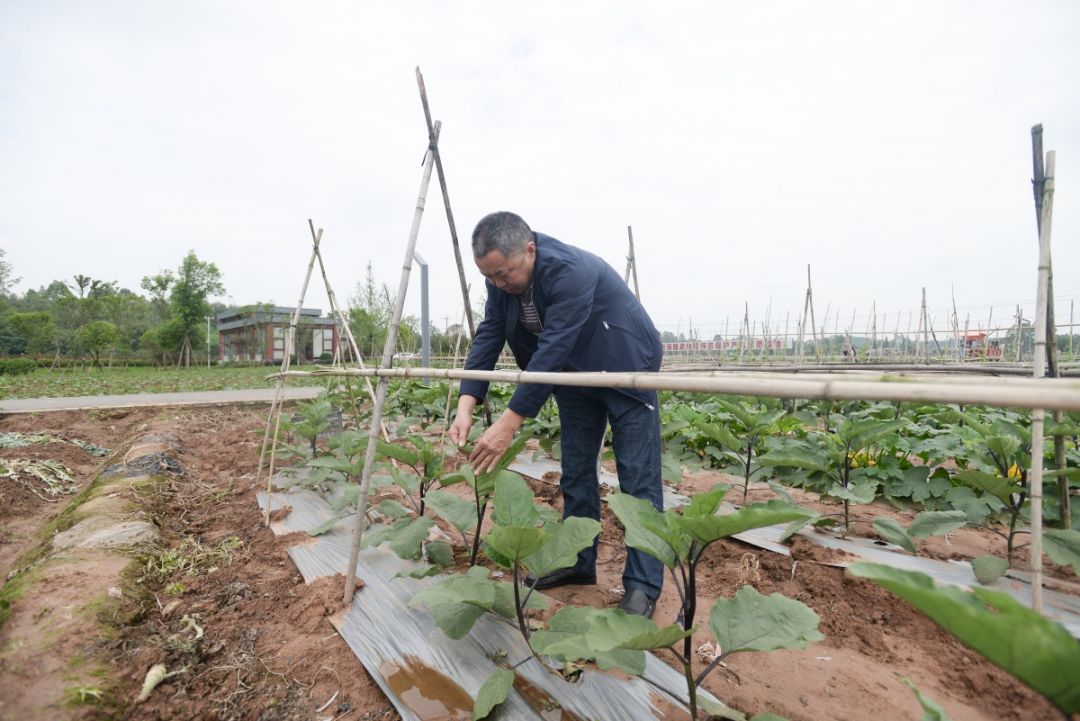 新区工匠丨他让新区竹丝茄成为国家地理标志保护品