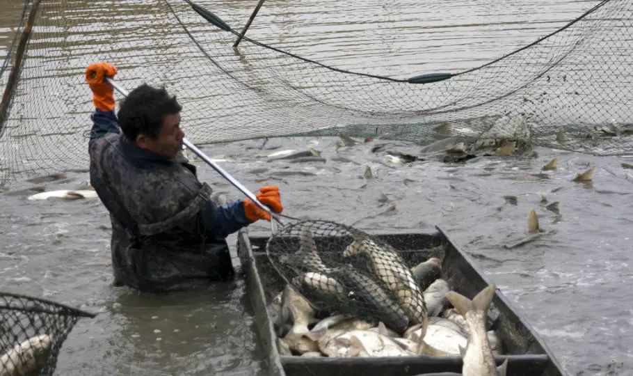 冬季洞庭渔民围网捕鱼这一网至少上千斤鱼