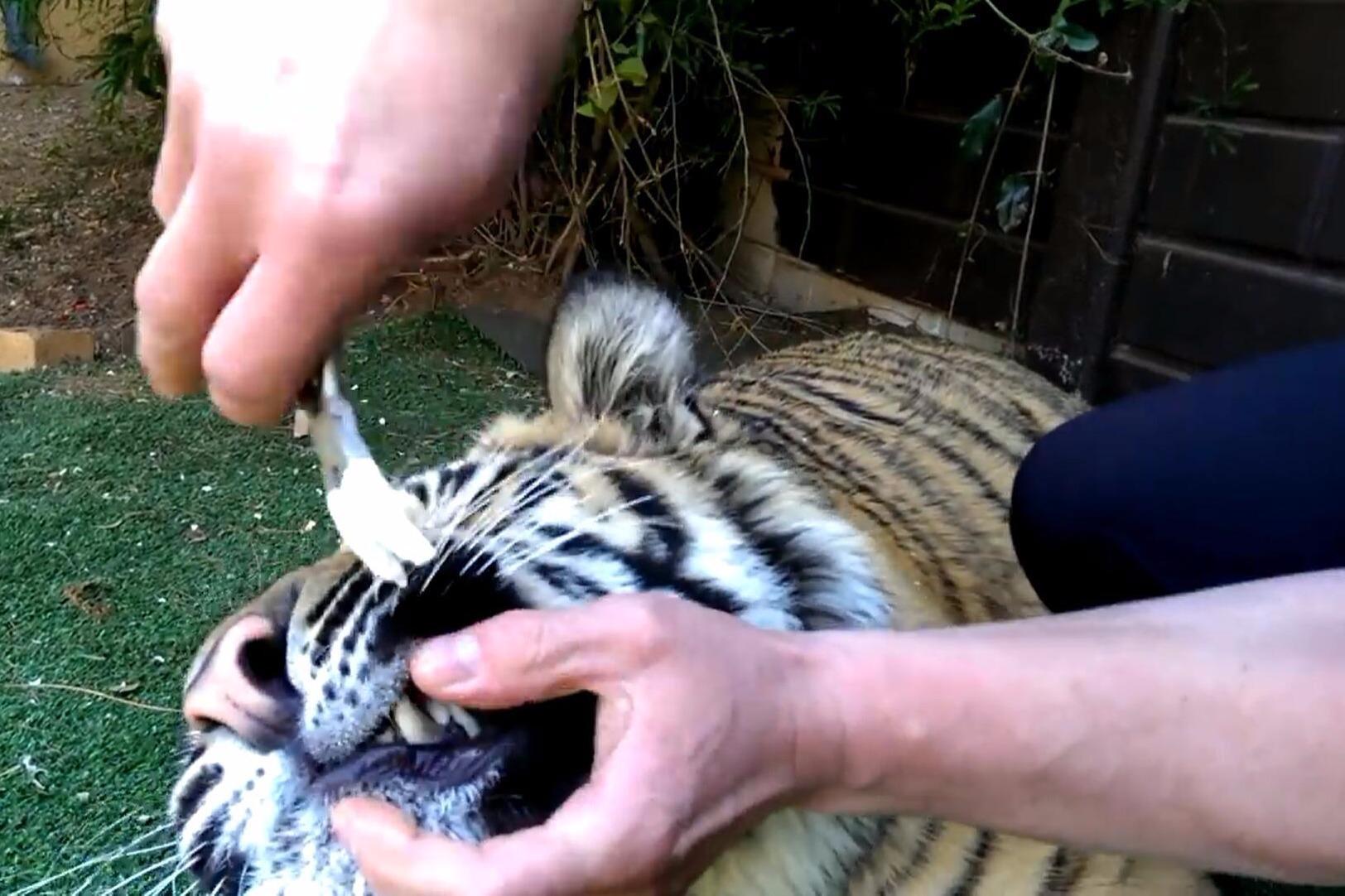男子用钳子给老虎拔牙也没惯着老虎连麻醉药都不用